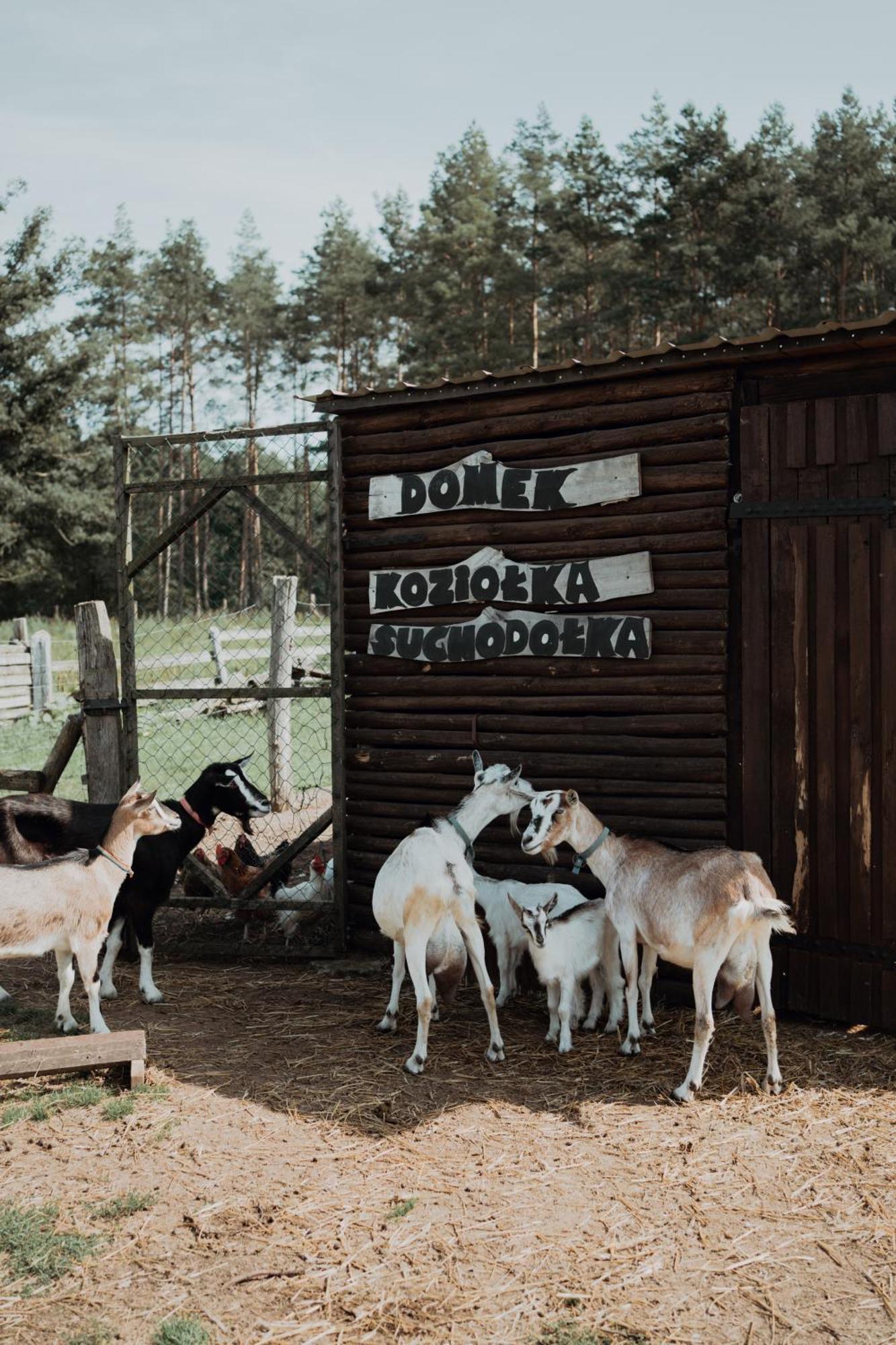 Vila "Koziolek Suchodolek" Brody  Exteriér fotografie